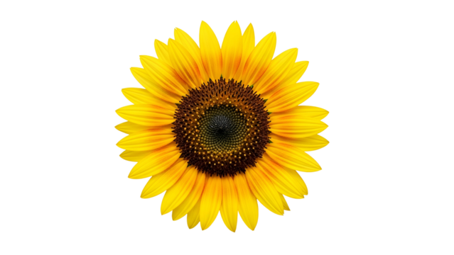 Vibrant yellow blossom rests against a stark black background