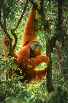 Wild Sumatran orangutan climbing through the lush rainforest canopy of Gunung Leuser National Park in Sumatra, Indonesia, showcasing endangered wildlife in its natural habitat.