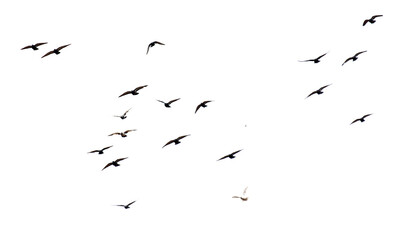 A flock of birds flying in the sky isolated on a white background.