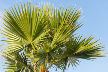 A palm tree with green leaves and a blue sky in the background