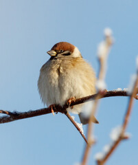 A bird is sitting on a branch