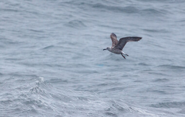 A bird is flying over the ocean