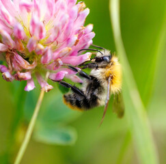 A bee is on a pink flower
