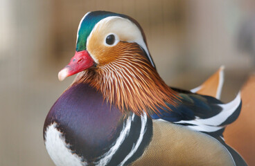 Portrait of a Mandarin duck in a park