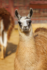 Naklejka premium A brown and white llama is standing in front of a brick wall