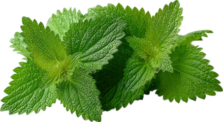 Fresh green mint leaves with distinct serrated edges
