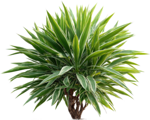 A lush green plant with long and narrow leaves