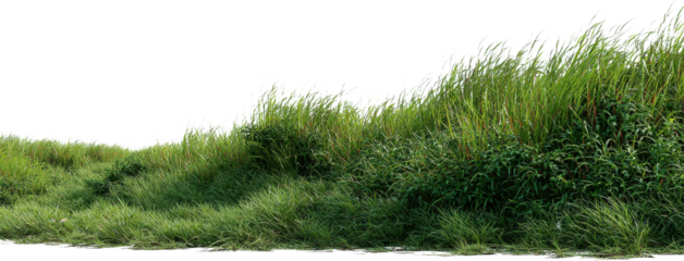 Lush green grassy area with natural vegetation in the foreground