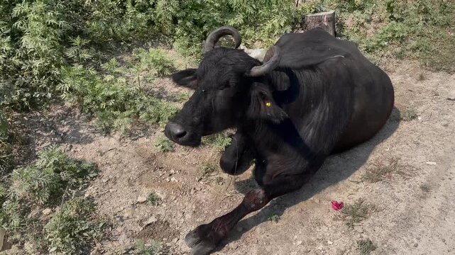 Resting Water Buffalo in Countryside italian mediterranean buffaloes and Murrah buffalo Rural Livestock Photography