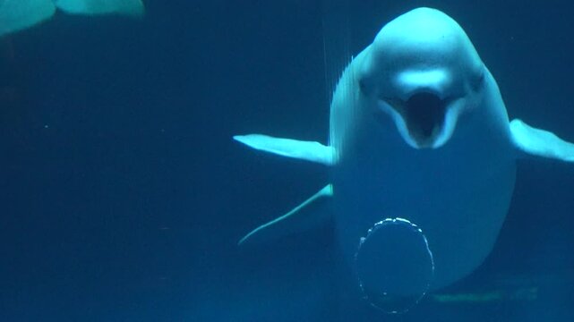 Beluga whale, Delphinapterus leucas, creates a bubble ring and delighted underwater. Closeup shot of White whale. 4K