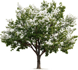 Obraz premium A blooming tree with white flowers in full spring season