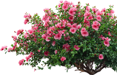 Vibrant pink hibiscus bush in full bloom with green leaves