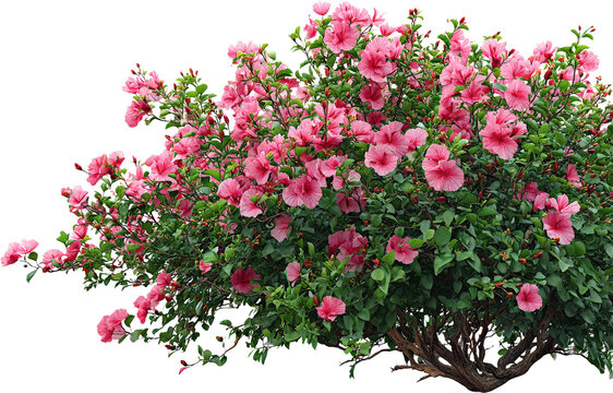 Vibrant pink hibiscus bush in full bloom with green leaves