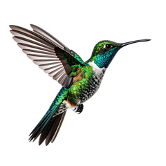Obraz premium Hummingbird in Flight: The image captures a hummingbird in mid-flight, showcasing its iridescent feathers and intricate details.