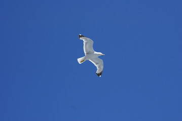Seagull Flying in Clear Blue Sky – Bird in Flight