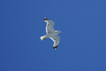Fototapeta premium Seagull Flying in Clear Blue Sky – Bird in Flight