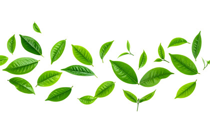 Fresh green tea leaves isolated on white background