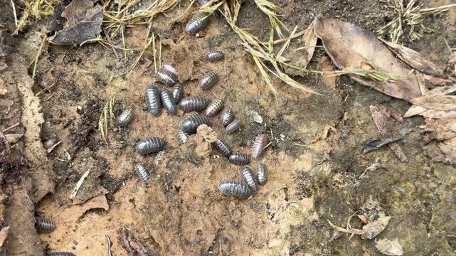 Pillbugs Scattering on Damp Soil in Natural Habitat