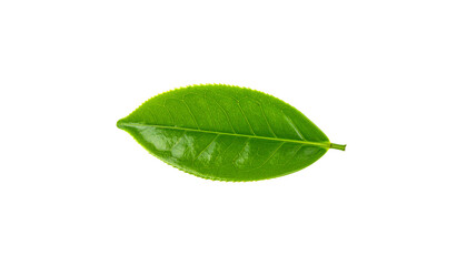 Fresh green tea leaves isolated on white background