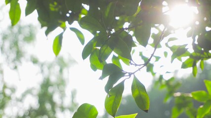 Green leaves backlit by bright sunshine with natural lens flare and bokeh effect in summer landscape - Powered by Adobe