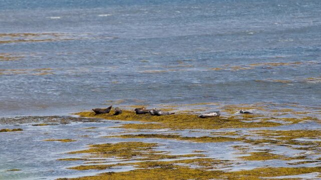 Harbor Seals Resting on Seaweed-Covered Rocks in Cromarty