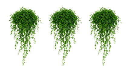 A digital illustration featuring a set of three isolated hanging green plants with lush cascading vines, rendered in a lucid realism style for nature and home decor concepts on a white background