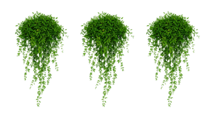 A digital illustration featuring a set of three isolated hanging green plants with lush cascading vines, rendered in a lucid realism style for nature and home decor concepts on a white background
