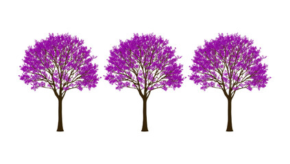 Obraz premium A lucid and realistic digital rendering of three ornamental trees in full bloom with vibrant purple blossoms, isolated on a clean white background