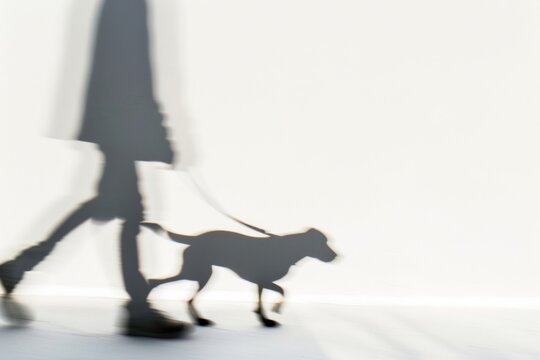 Fototapeta Blurred silhouette walking dog