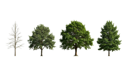 Isolated trees collection bare deciduous, two green leafy types, and evergreen, cleanly cut out on a white background, perfect for design