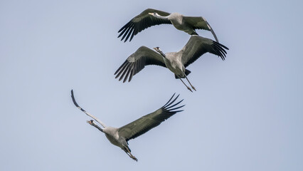 Obraz premium Flight of gray cranes migrating south to spend the winter