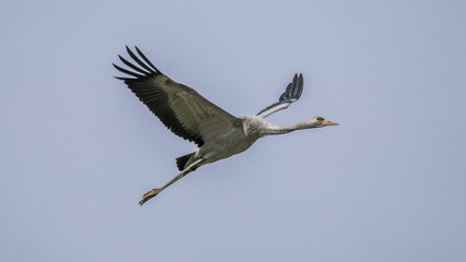 Obraz premium Flight of gray cranes migrating south to spend the winter