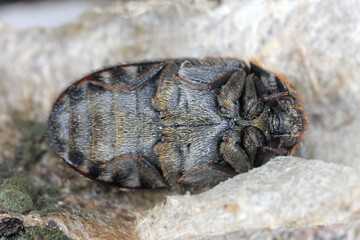 Lanorus pantherinus formerly Attagenus  a species of carpet beetle in the family Dermestidae. Beetle, view of the underside of the body.