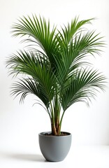 Obraz premium Green Kentia palm tree in gray pot isolated on white background. Tropical plant with rich fronds brings natural beauty indoors, perfect for home or office decor updates.