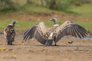 Long Billed vulture in the savannah