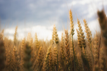 Golden wheat field under dramatic cloudy sky during sunset, symbolizing harvest, nature, and agricultural industry