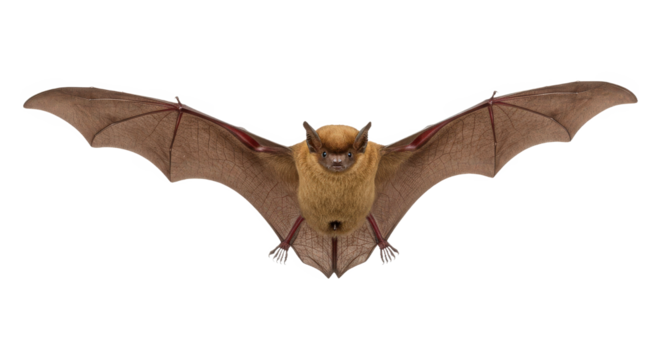 Single brown bat showing full wingspan against a pure transparent background
