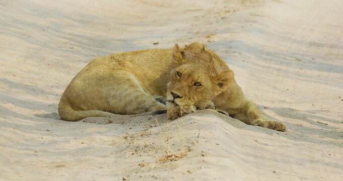 4K video; young lion (Panthera leo) resting and sleeping on sand road.
