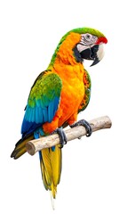 Obraz premium Colorful parrot sits on a branch, feathers in bright yellow, orange, blue, and green