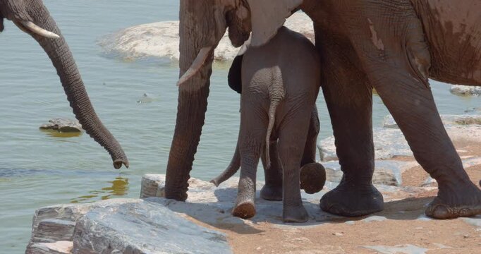 4K video; Young Africa elephant (Loxodonta africana) at a waterhole, Etosha National Park Namibia