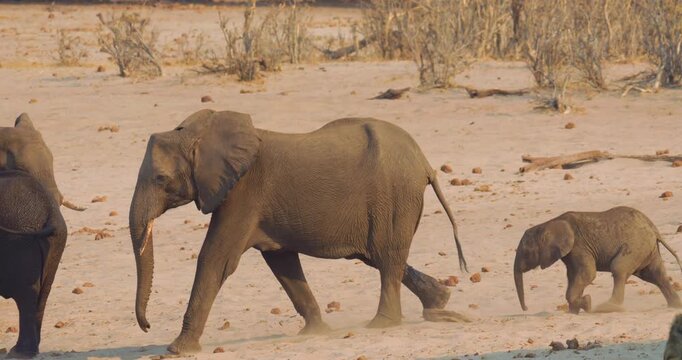 4K video, Elephant (Loxodonta africana) mother with calf walking towards the Kwando river; herd of drinking from the river, Bwabwata National Park, Namibia
