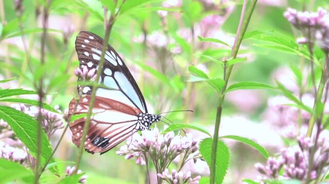 The chestnut tiger butterfly, Parantica sita, feeds on flower nectar and flies away in Japan. Asagimadara. Close up shot. 4K 