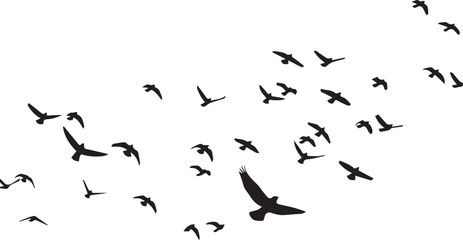 A collection of various sized black bird silhouettes are scattered across a white background, appearing to fly.