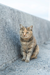 Obraz premium 野良猫