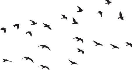 A collection of various sized black bird silhouettes are scattered across a white background, appearing to fly.