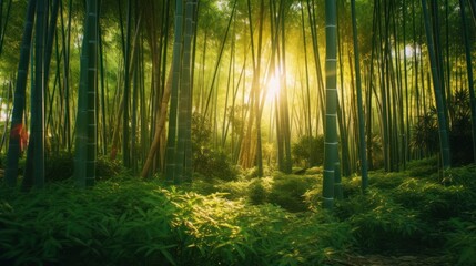 Sunlit Bamboo Forest - A Serene Escape into Natures Embrace.