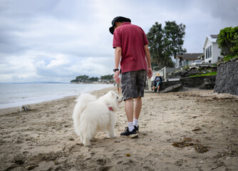 Man walking the dog on the beach. Unrecognizable people enjoying the beach. Auckland.