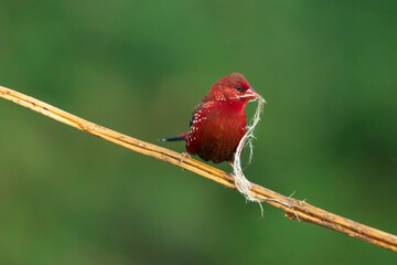 Red Finch on a branch