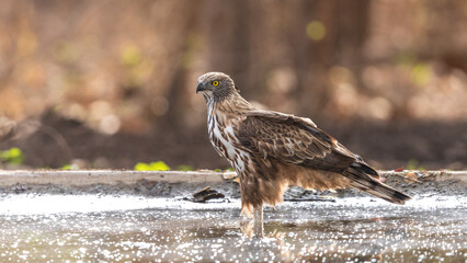 Changeable hawk Eagle 