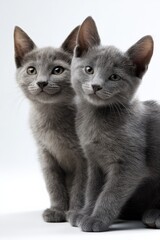Fototapeta premium Adorable twin gray kittens with curious expressions posing together